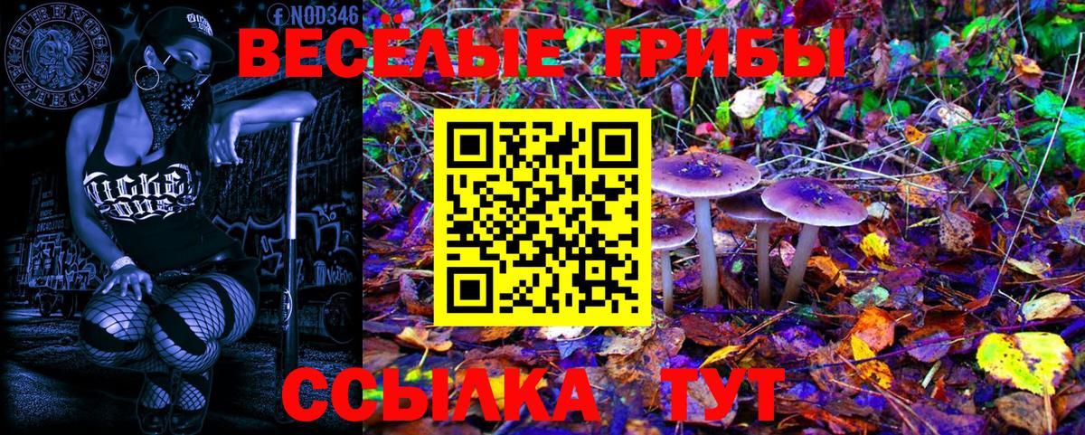 Галлюциногенные грибы Psilocybe Псков